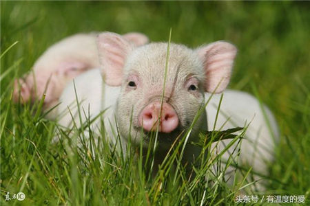 引起猪低温症的原因以及治疗方法