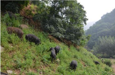 巴布里生态黑猪：用6000亩山林散养出纯天然绿色黑猪
