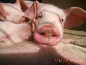 如何防控好猪的气喘病？