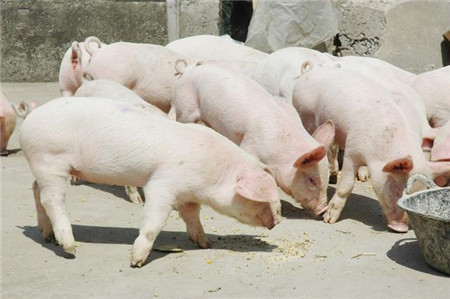 明年猪价会是如何走势？会比今年的价格高吗？