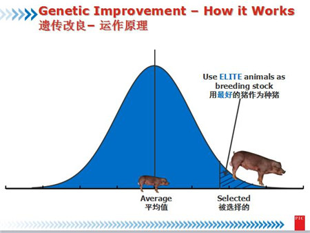 PIC全球育种总监David：基因选育能加速猪的遗传改良
