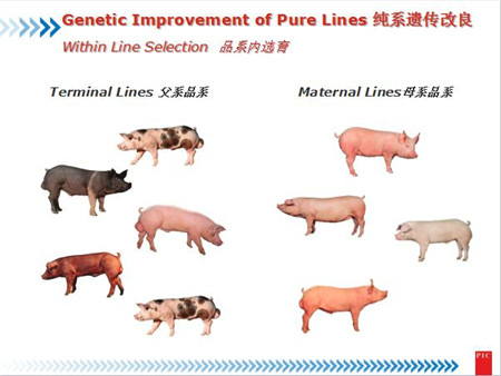 PIC全球育种总监David：基因选育能加速猪的遗传改良