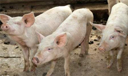 如何防控猪的链球菌病？