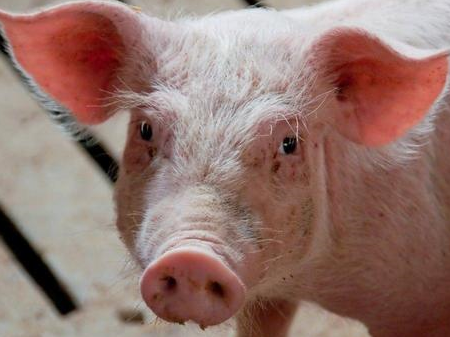 引起猪“红眼病”的因素有哪些？