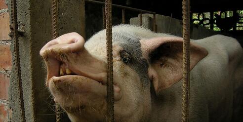 环保限产政策将持续产生边际影响，对猪肉产量的负面冲击可能有一定的滞后性，专家认为该负面影响可能在2018年逐渐显现，这可能是推动后期猪价温和上涨的重要因素。