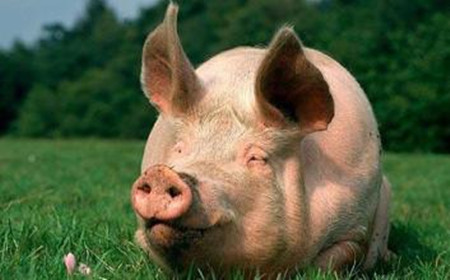 到底应该给猪喂干粉料、湿拌料还是颗粒料？