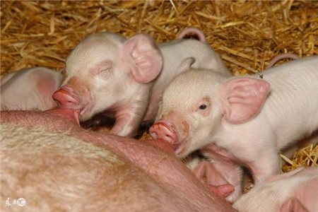 母猪养殖要点——母猪配种最适宜的时间和注意事项