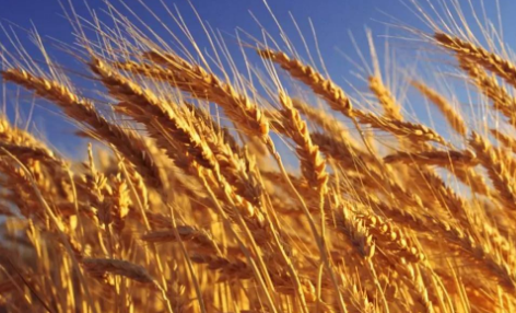   今天我们来看一看小麦的市场分析，进入12月份以来全国小麦的的平均价格经过数据分析在2568元每吨左右。