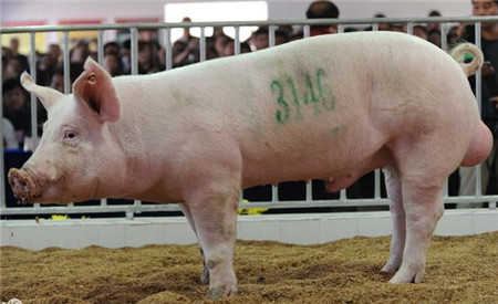 养猪场从外地引种猪需要注意什么？