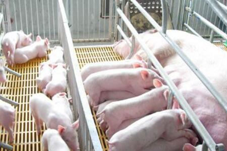 合理选择饲养模式 提高母猪繁殖性能