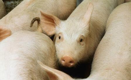 生猪市场最近两天还是保持平稳震荡的态势，截止到昨天，全国瘦肉型猪的出栏均价还是在14.96元/公斤，在14.9-15元/公斤的0.1元/公斤范围内已经震荡了半个多月。