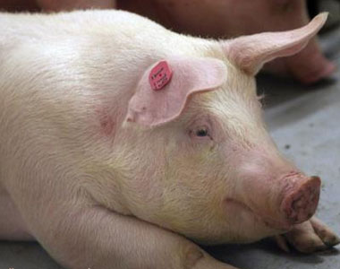 这么多治疗冬季猪呼吸道疾病的良方，您不看看？！