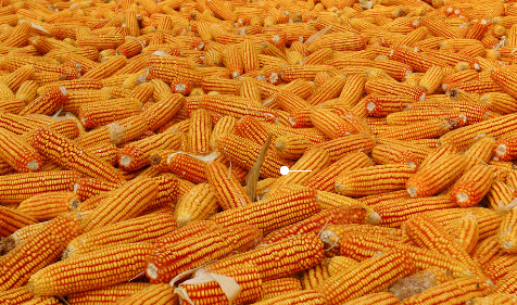 　2017年全国调减2000万亩玉米种植面积