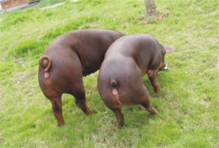 母猪的自然繁殖图片
