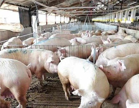 猪场肥猪拉血，养猪人应该怎么处理，猪群恢复的比较快