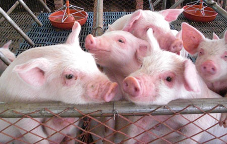 生猪市场就不断传出饲料价格
