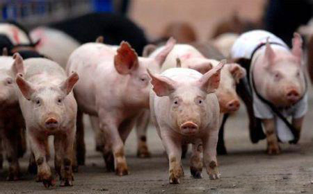 猪价持续涨跌调整。目前养殖户出栏略有增加，屠宰企业收购难度不大，但市场需求回升仍缓慢，猪肉涨幅甚微。