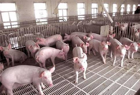 保育猪这样养，不仅日长一斤，还能不发病！