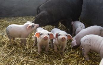你会养猪吗？哺乳母猪，仔猪的管理误区，养猪人必知！