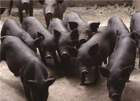 我国生猪产业发展正面临十大发展机遇