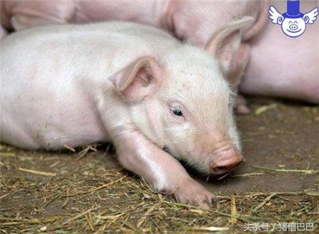 如何解决猪异食癖的问题？要根据具体情况使用不同的方法！