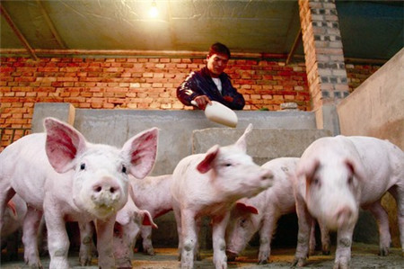 清退2个广东省，或4个浙江省的养殖量后，养猪巨头告别暴利时代？
