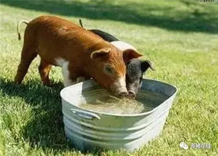 猪喝水，看似简单，有人把它当成大问题