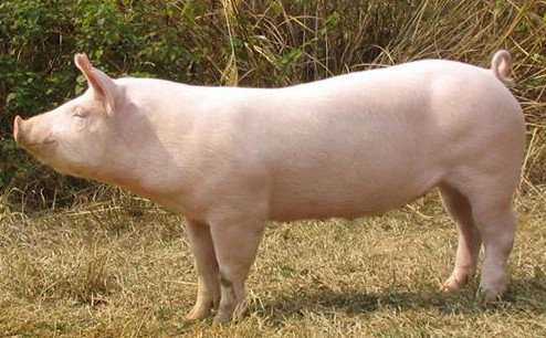法国与中国重签猪肉出口协议 将按区划分限制