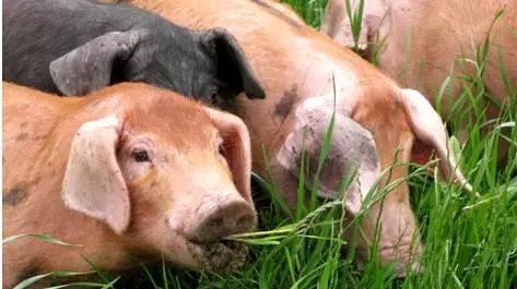 2017年接近尾声，猪肉价格涨势未停歇，目前全国生猪出栏价普遍在7.5元/斤以上位置，刷新了8个月新高。北方新农村预计猪价将进入季节性回升通道... 　