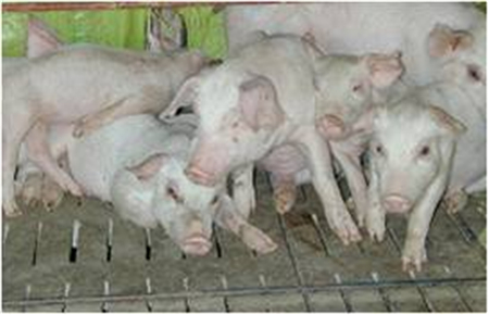中国养猪网为您详解猪呼吸道疾病——临床表现图文详解(二) 　　