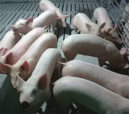         2017年12月21日上午10点，在历经10小时的长途飞行后，从法国出发的1000头优质原种猪乘坐包机顺利抵到哈尔滨太平国际机场。