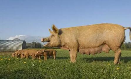 天想同大家探讨一下未来三年中国饲料行业的发展状况。尽管，各大饲料企业已经拉着大旗跑去养猪了，但是未来三年，饲料，还是我们的猪业。