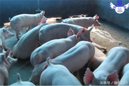 饲养后备种猪与饲养肥猪是不同的，需要更加注意营养的全面！