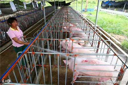 猪场管理：“三个基本点”做到，养猪生产“太厉害”！