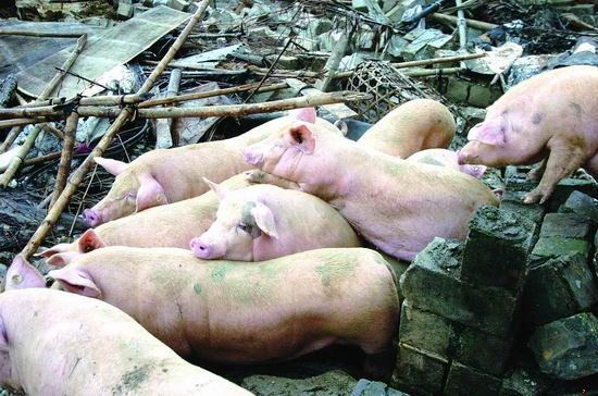 17年20多万个猪场刚被拆，第二次全国农业污染源普查又要来了