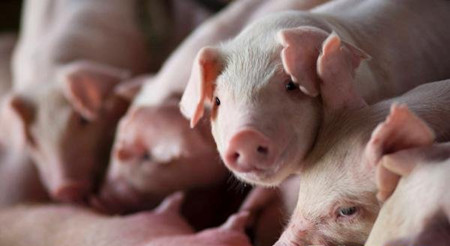 惊喜？一周后全国养猪户都要交的环保税，唯独这类养猪人不用！