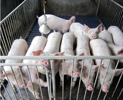 合理控制猪舍温度，提高养猪效益，你能做到吗？