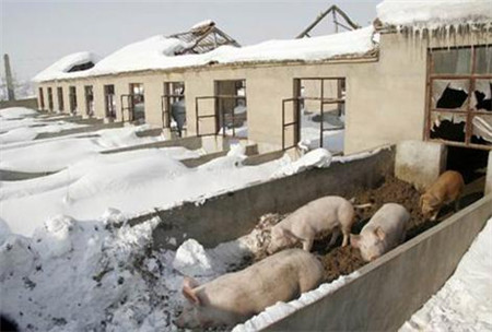 合理控制猪舍温度，提高养猪效益，你能做到吗？