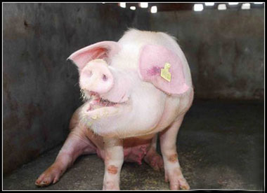 环境——猪的第二大病——呼吸道病，是怎么发生的？