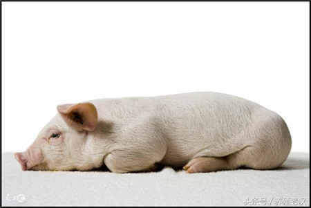 猪场常见的6种伴有呕吐症状的中毒疾病，你了解吗？