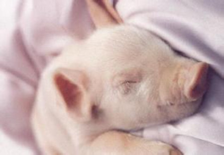 如何防止小猪换料腹泻？