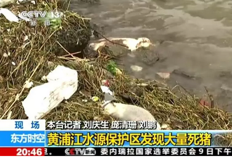 　　黄浦江上漂死猪，揭开环保养猪大幕 环保带来的养猪行业洗牌，是阵痛还是摧毁？
