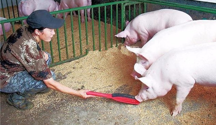  家庭农场会选择猪场自配料，这可以大大的降低饲养成本，提高养猪效益，但是自配料除了按照饲料配方外，要注意几大关键点，另外，在使用添加剂时要注意配伍禁忌。