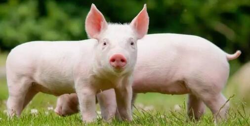 　2018年养猪业不管怎么变，把猪养好最重要这个道理永远都不会变。要想撑起属于自己的一份养猪事业，从现在开始，借助多肽保健养猪的力量，开启自己2018年成功养殖的大门！