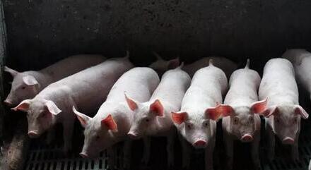 降低成本将是以后养猪人的重中之重，用优良品种代替劣质品种，也是一个降低成本不错的途径。
