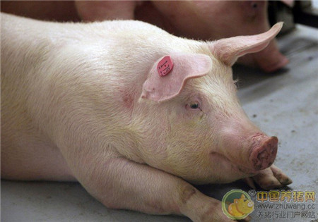 养猪场水泥地面避免产生猪弊病的措施