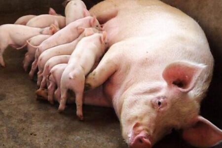 到底该怎样处理母猪难产，你都知道吗？