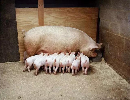 经产母猪不发情的详细解决方案