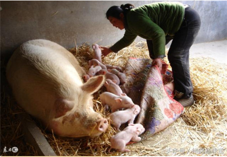这6大原因均会导致母猪产后无乳，养猪人要注意！