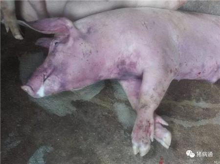 冬季易引发母猪猝死的五大疾病，必须引起养猪人注意